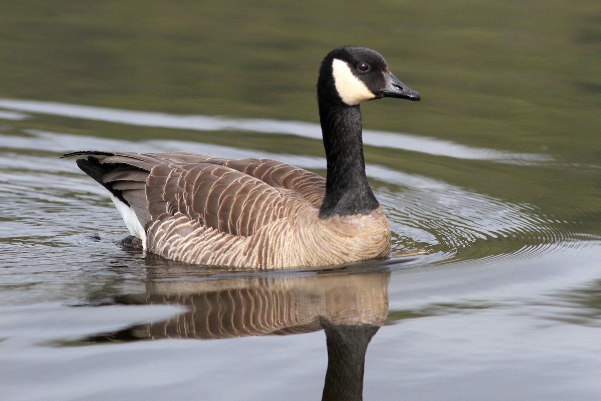 Canada Goose (canadensis Group) - ML221510381