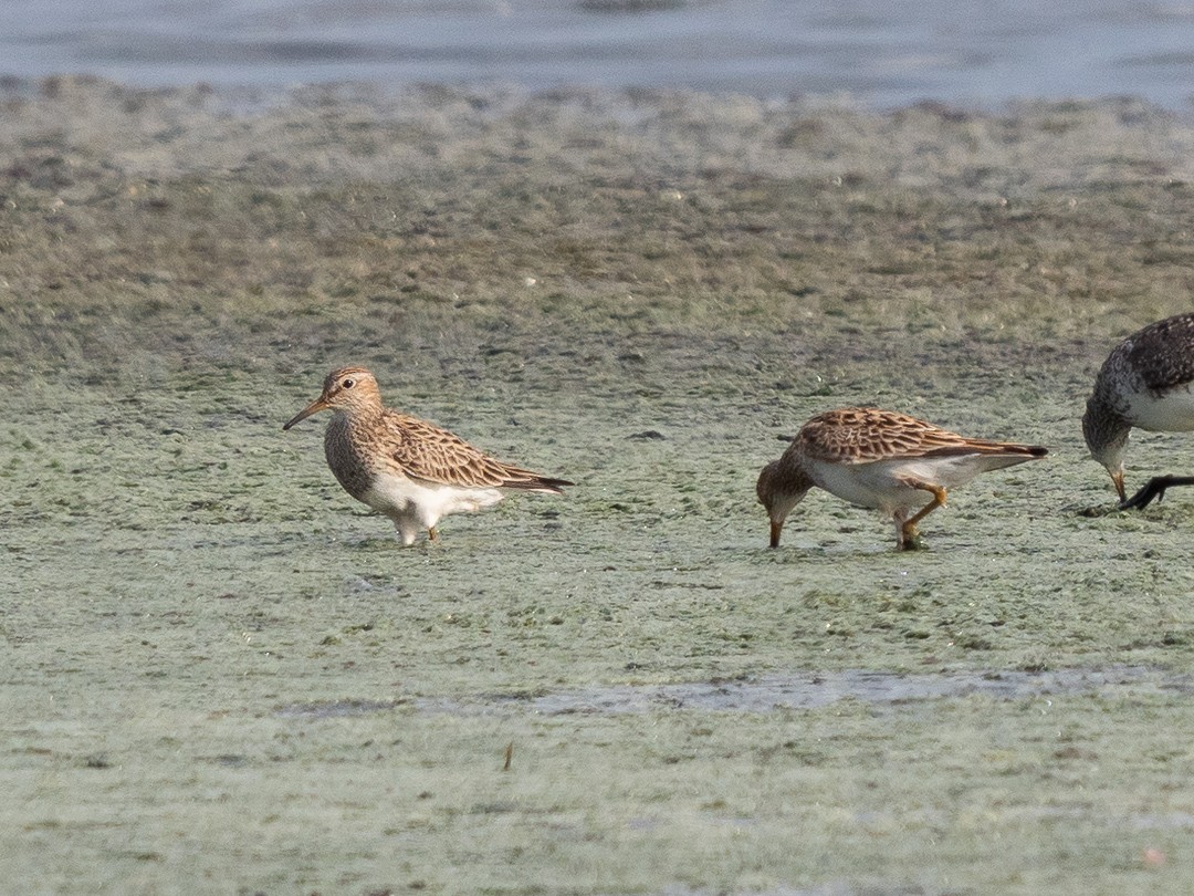 Pectoral Sandpiper - Chris Fischer