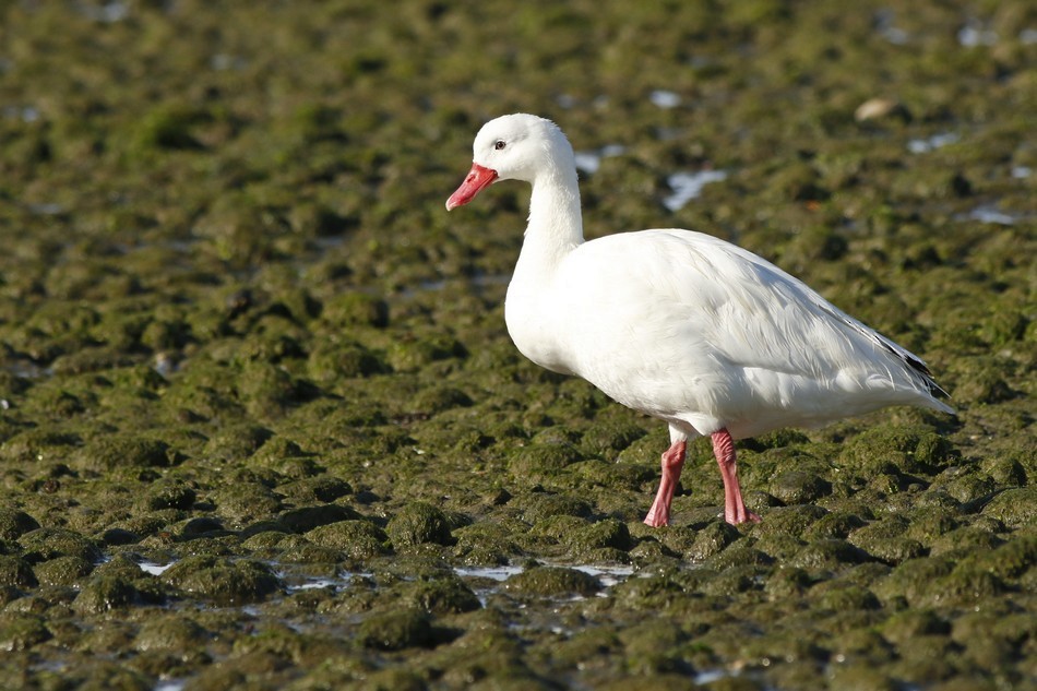 Coscoroba Swan - ML221512691