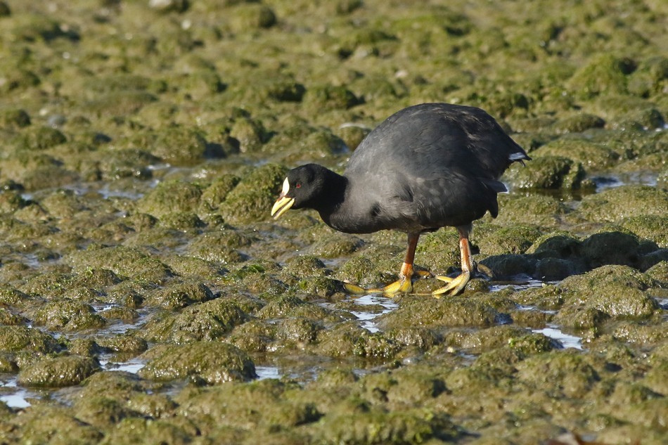 Red-gartered Coot - ML221512901