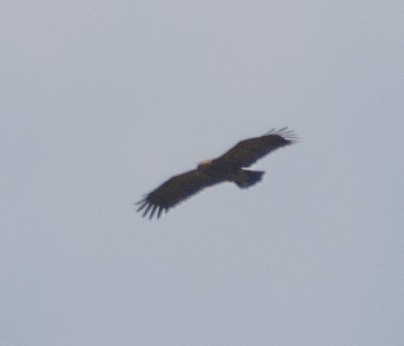 Lesser Spotted Eagle - ML221513321