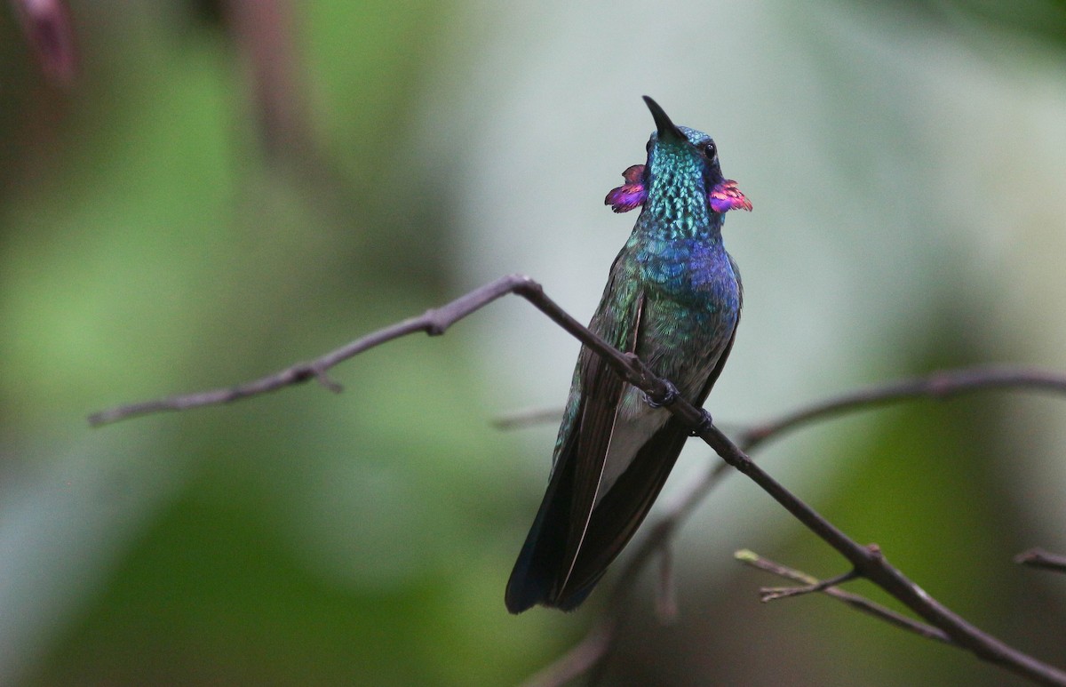 Colibri à ventre blanc - ML221513561