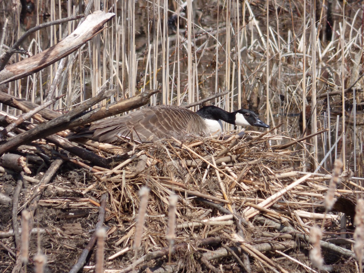 Canada Goose - ML221513751