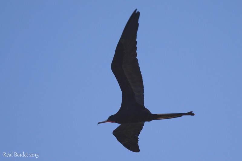 Magnificent Frigatebird - ML22151571