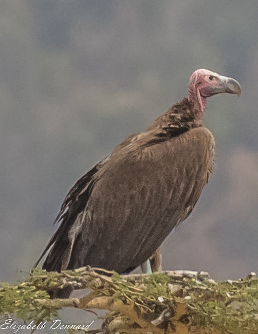 Lappet-faced Vulture - ML221515881