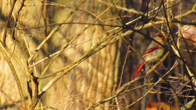 ショウジョウコウカンチョウ - ML221516041