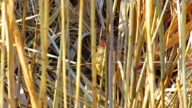 ショウジョウコウカンチョウ - ML221516161