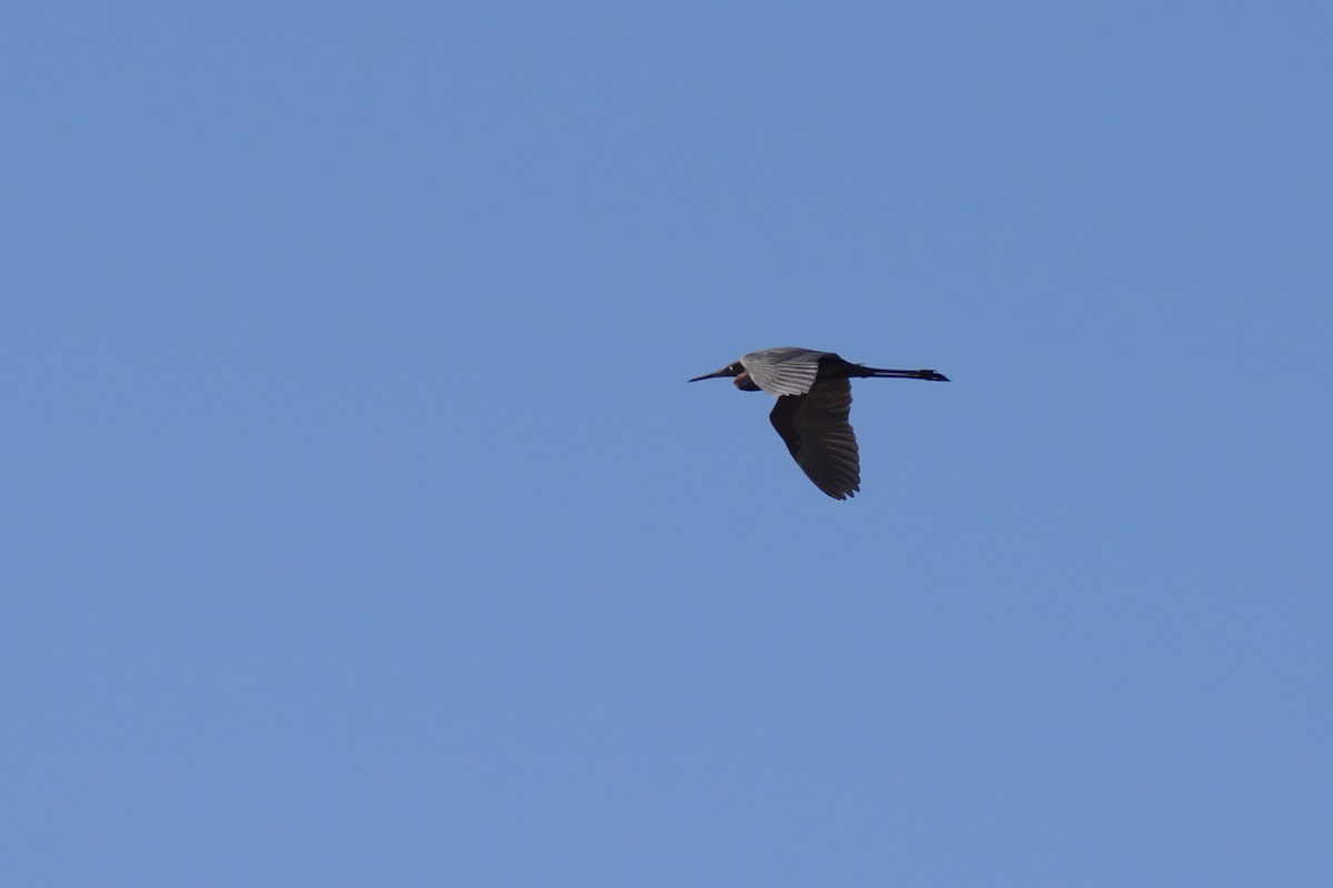 Reddish Egret - ML22151761