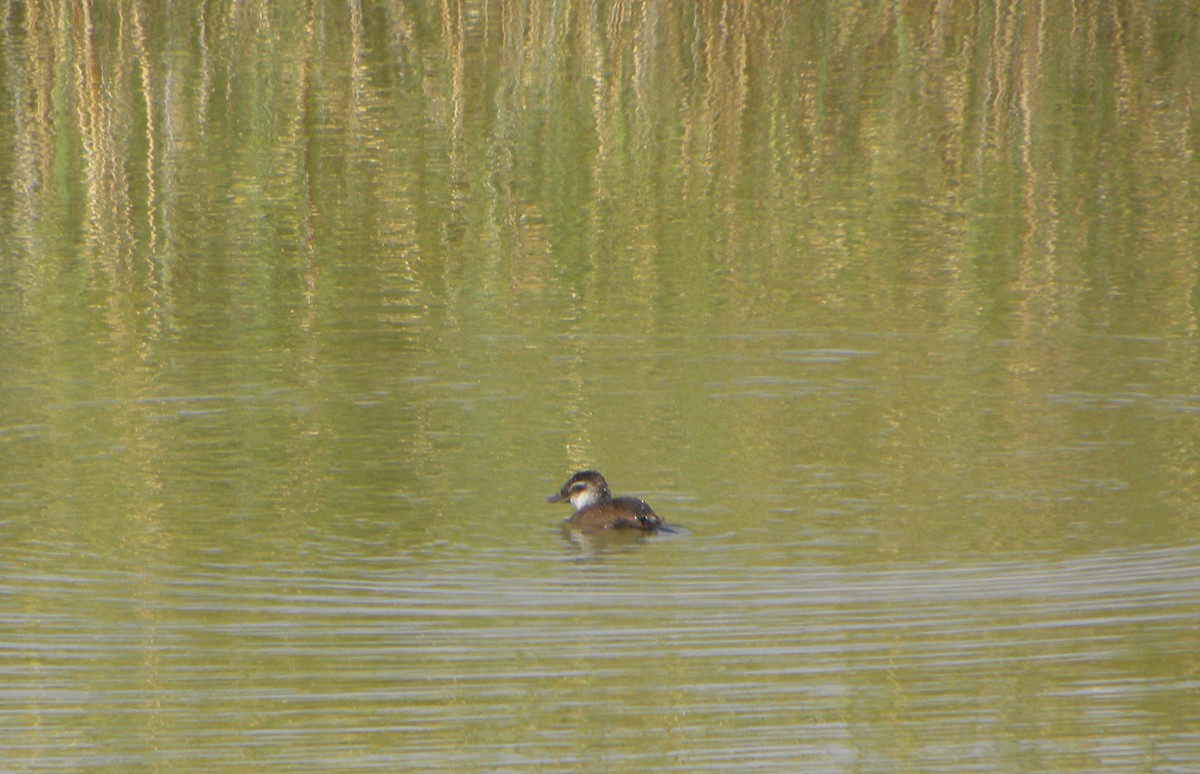 White-headed Duck - ML221517731