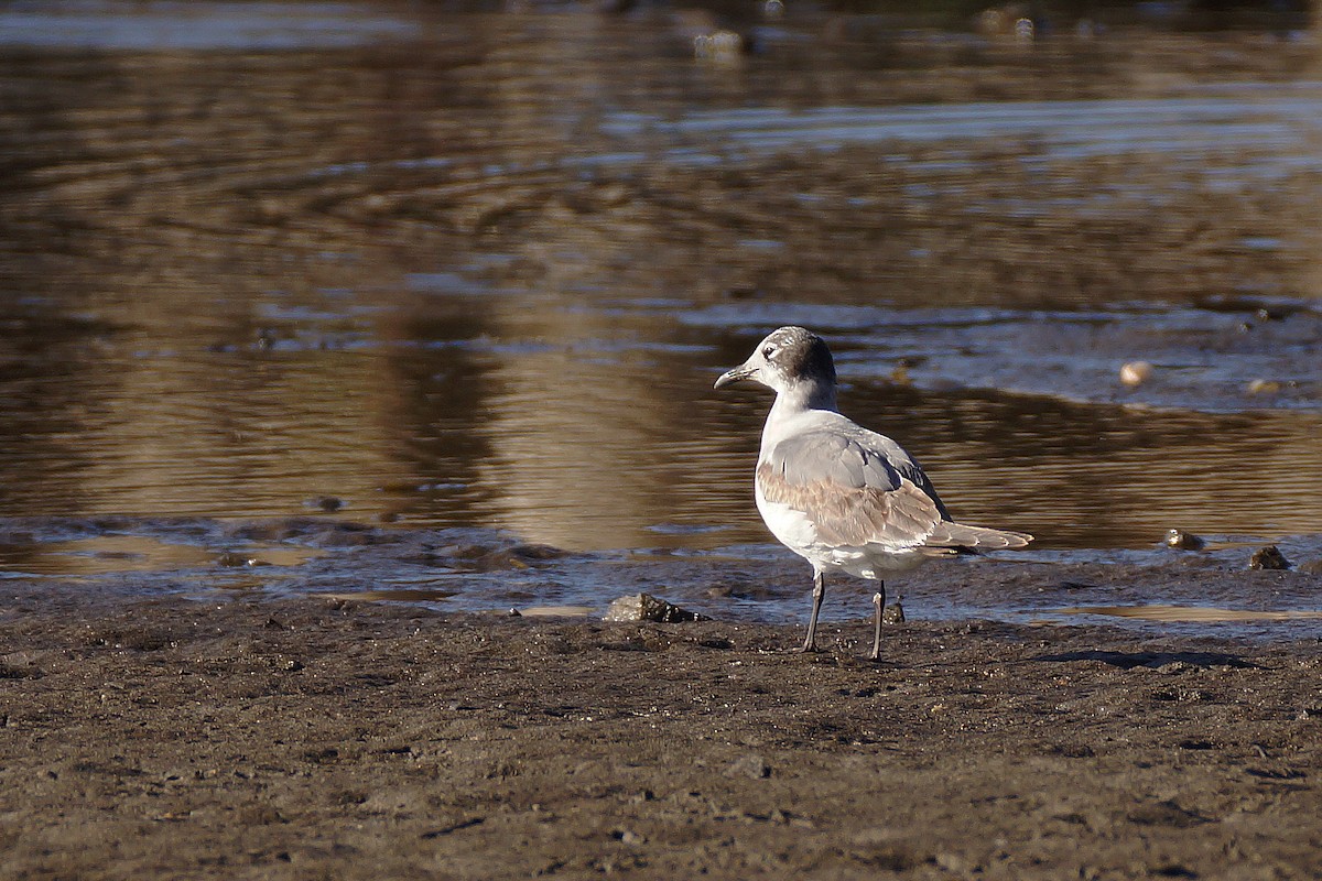 Franklin's Gull - ML22151801