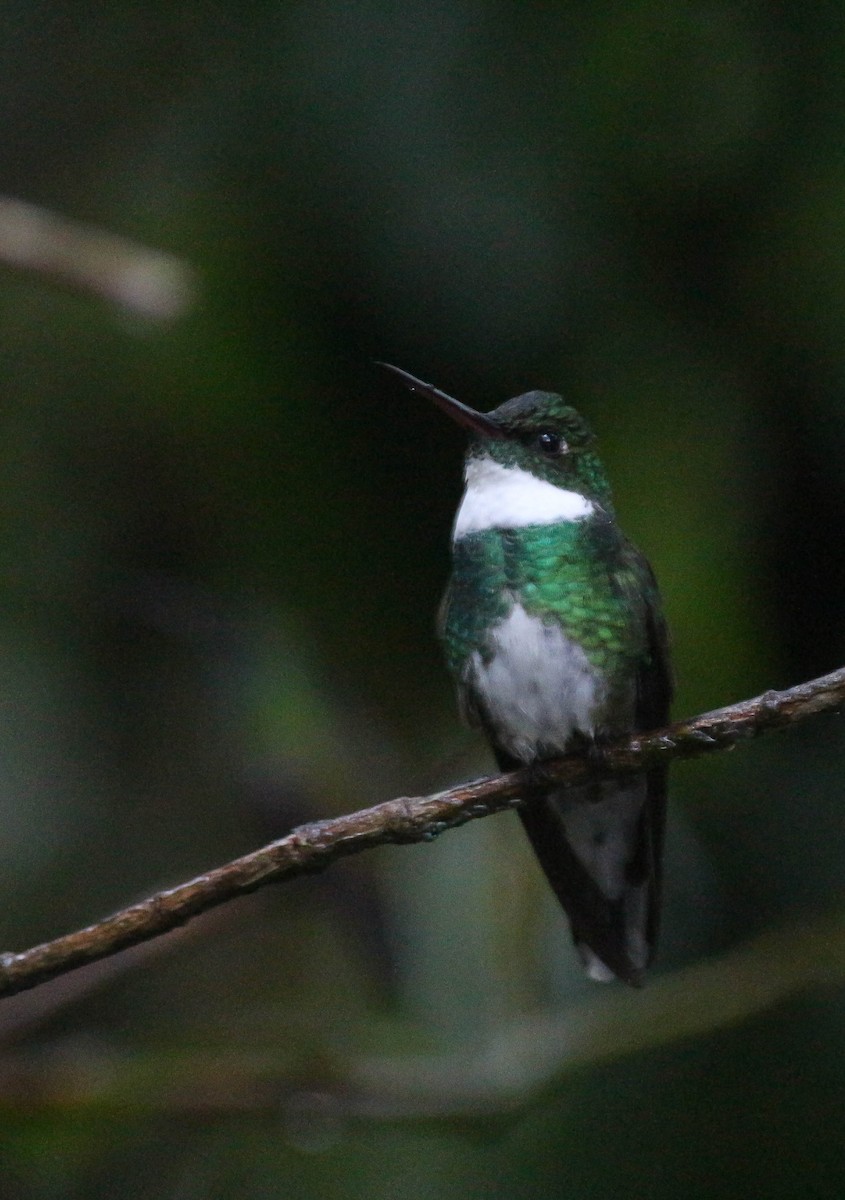 Colibri à gorge blanche - ML221518481