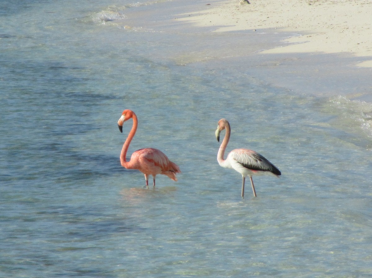 American Flamingo - ML22151931