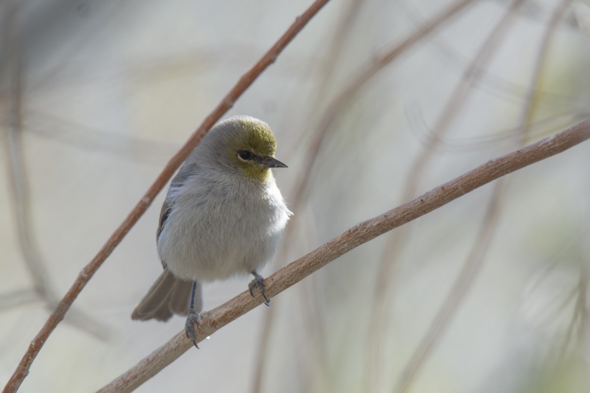Verdin - Alexia S.(wkingfisher)