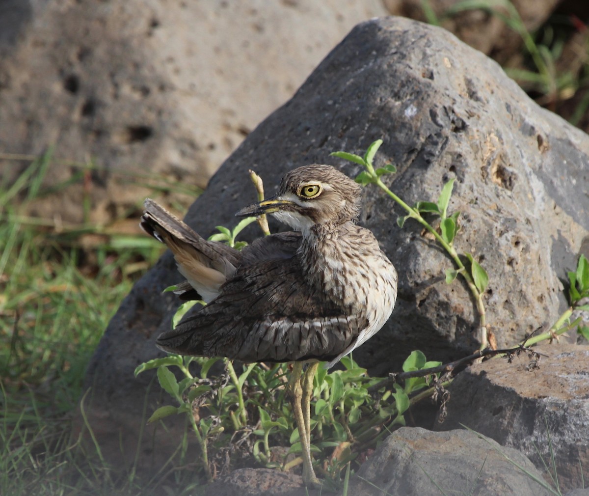 Water Thick-knee - ML221524341