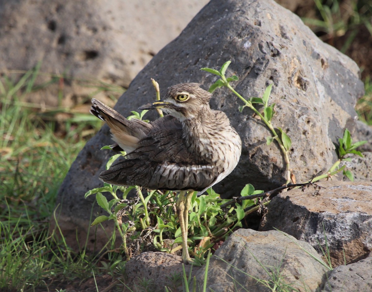 Water Thick-knee - ML221524391