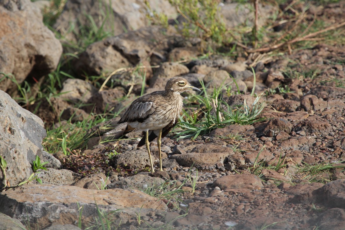 Water Thick-knee - ML221524811