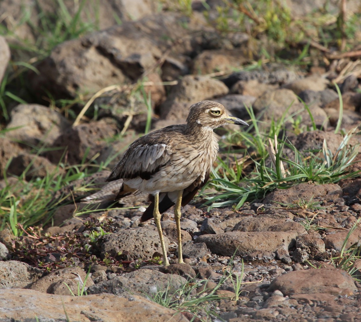 Water Thick-knee - ML221524831