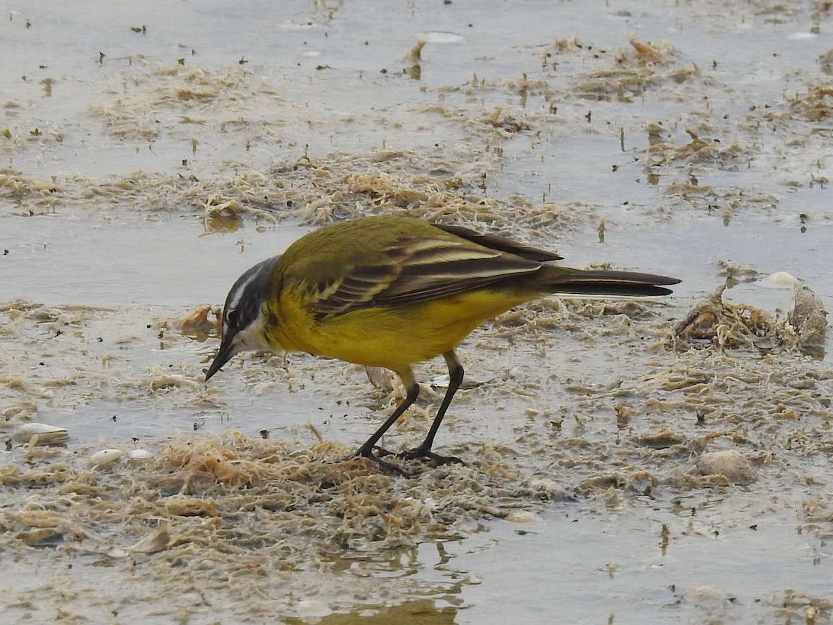 Western Yellow Wagtail - Jean-Serge Vincent