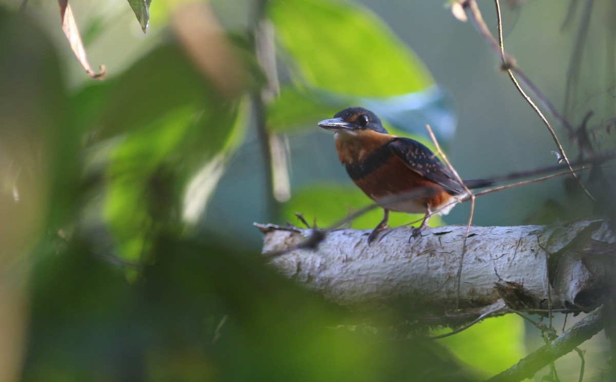 American Pygmy Kingfisher - ML221529581