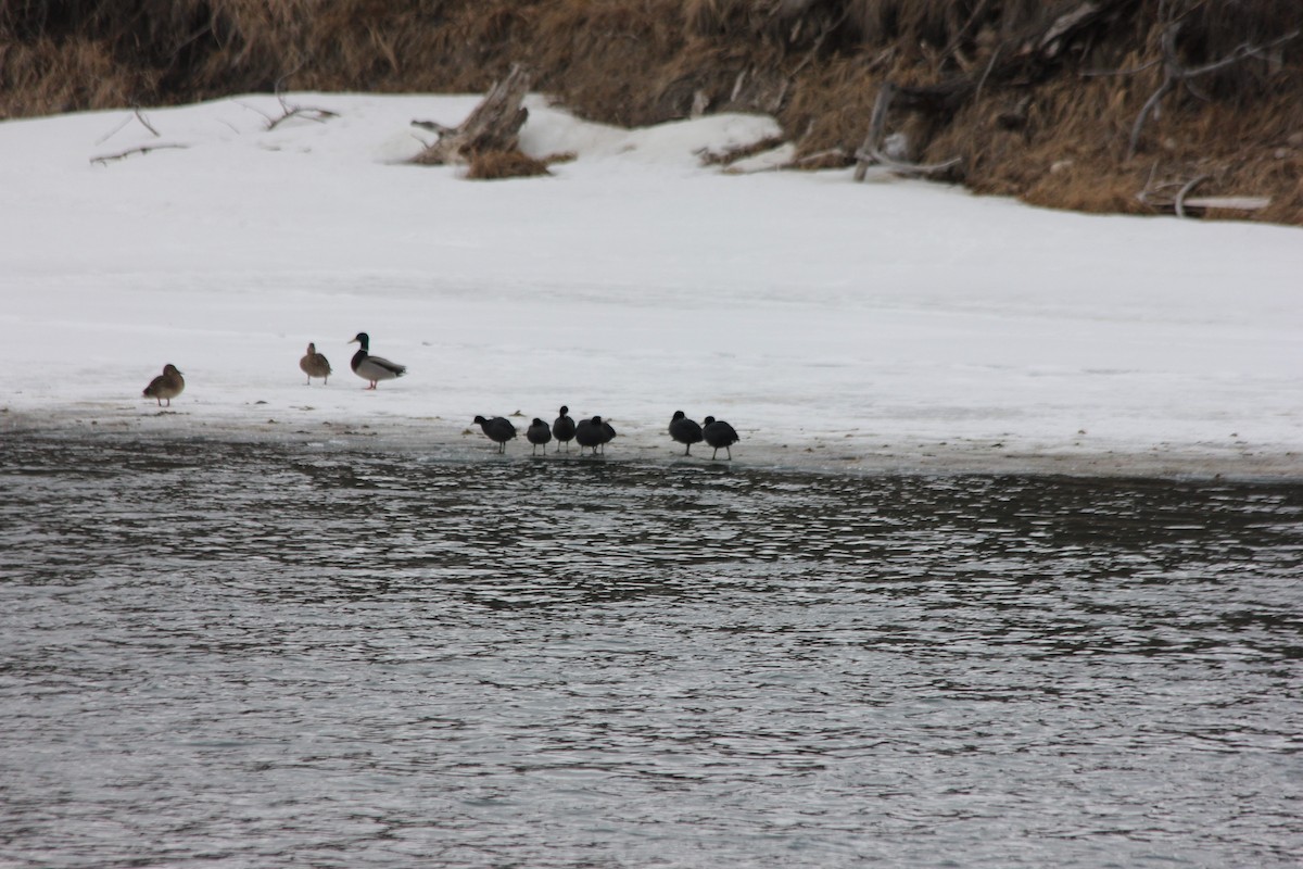 American Coot - ML221530781