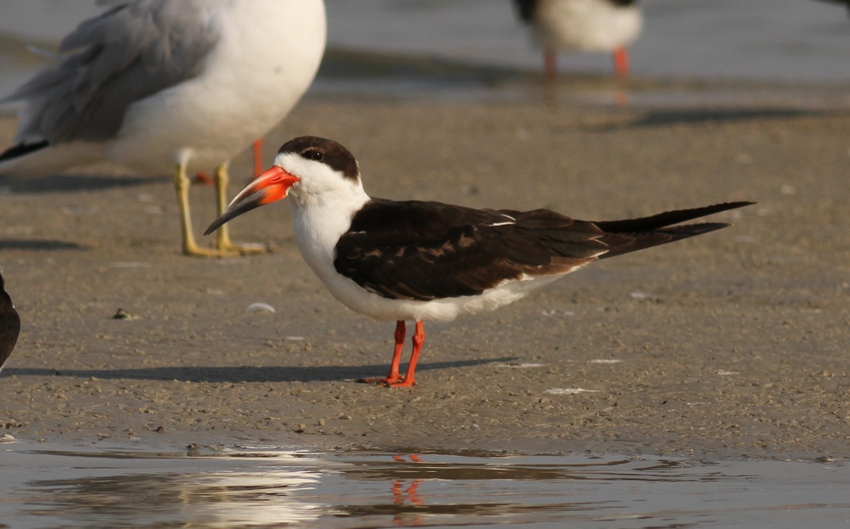 Black Skimmer - ML221531111