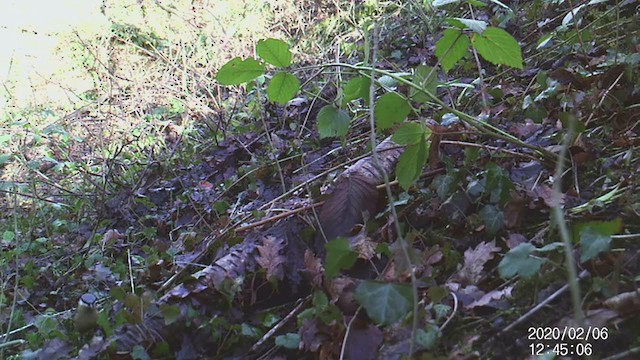 Eurasian Nuthatch (Western) - ML221531511