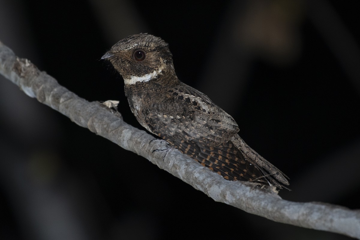 Rufous Nightjar - Josanel Sugasti -photographyandbirdingtourspanama