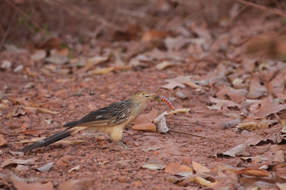 Guira Cuckoo - ML221532491