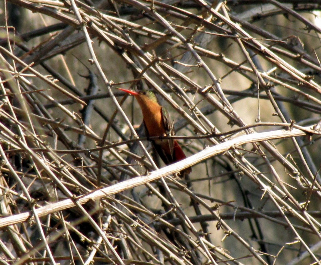 kolibřík ryšavý - ML221534091