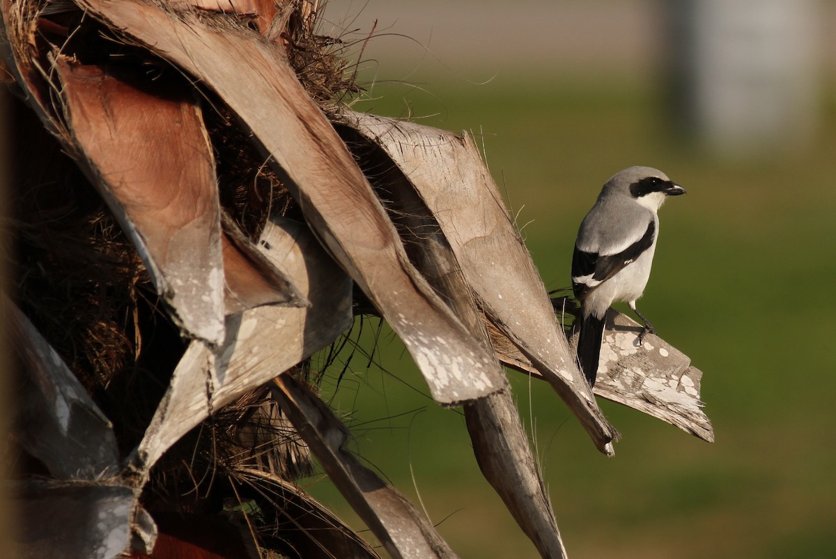 Loggerhead Shrike - ML221534381