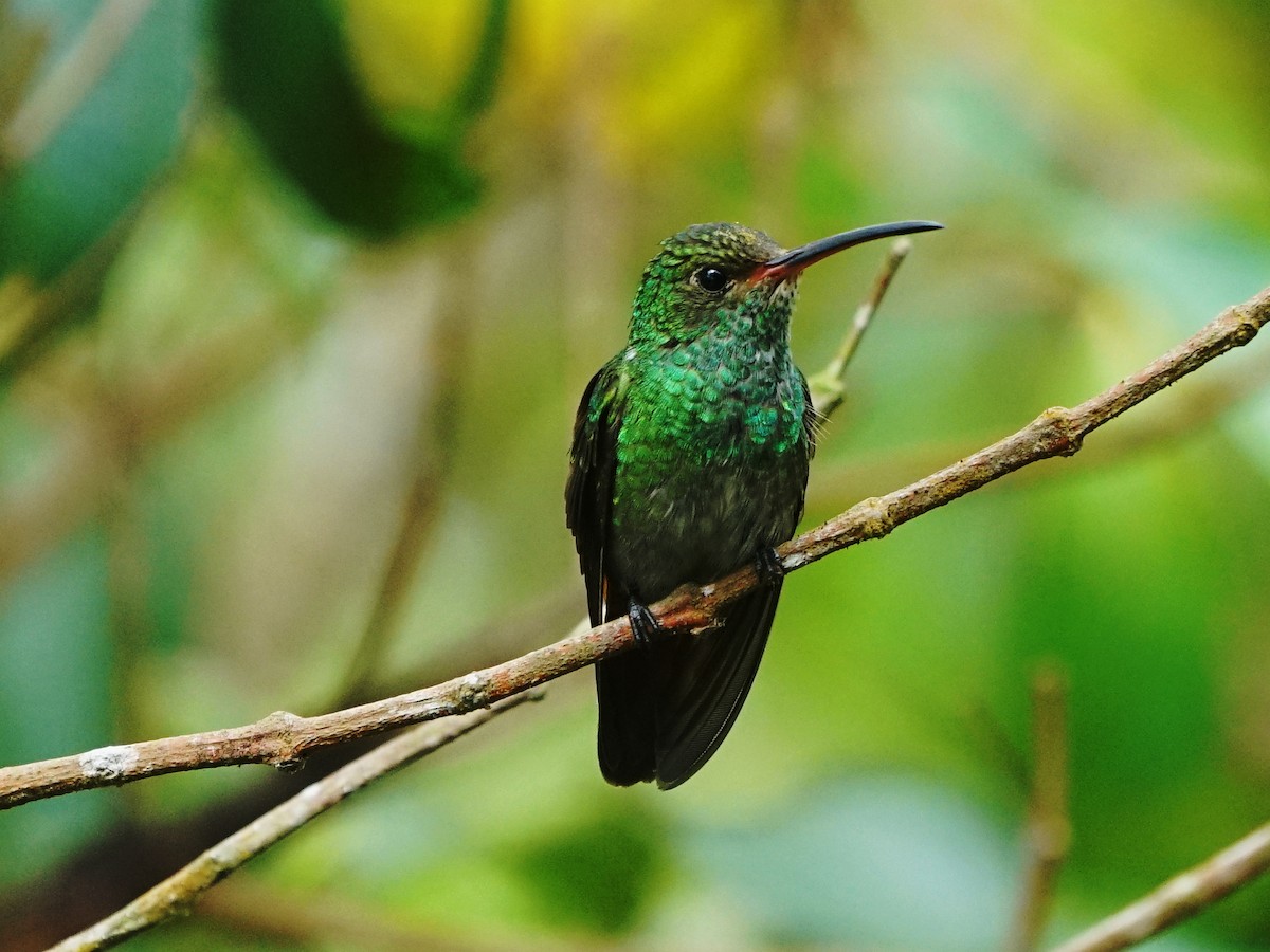 Rufous-tailed Hummingbird - Erich Hetzel