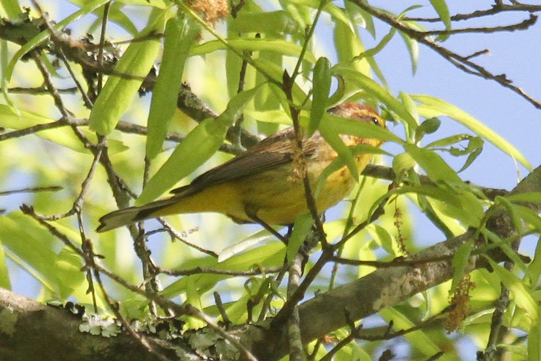 Palm Warbler (Yellow) - ML221536061