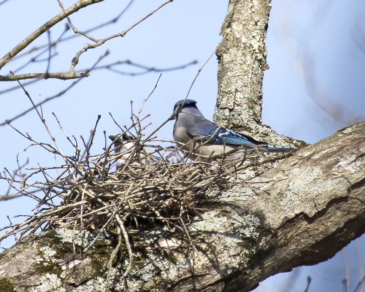 Blue Jay - David Boltz