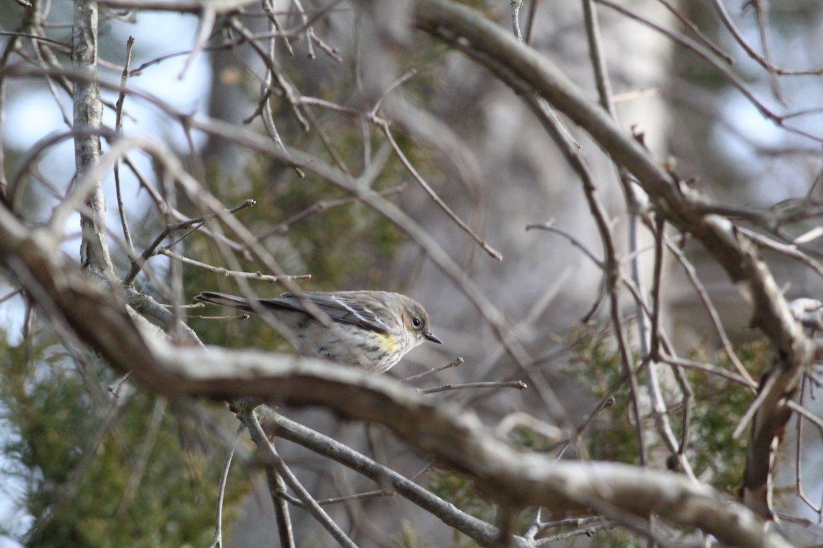 Reinita Coronada (coronata) - ML221540211