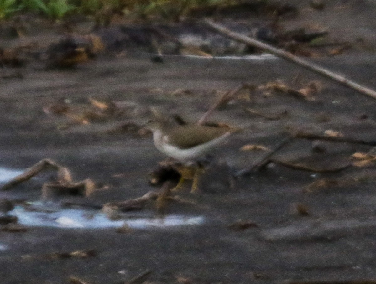 Spotted Sandpiper - ML221540621