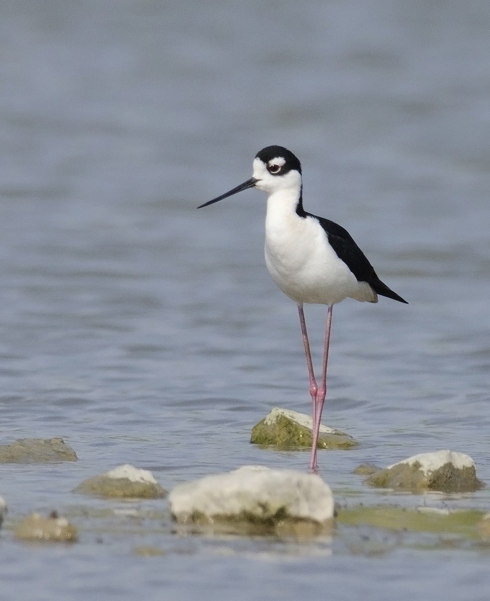 Black-necked Stilt - ML221540881