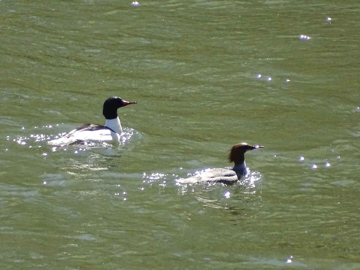 Common Merganser - ML221543201