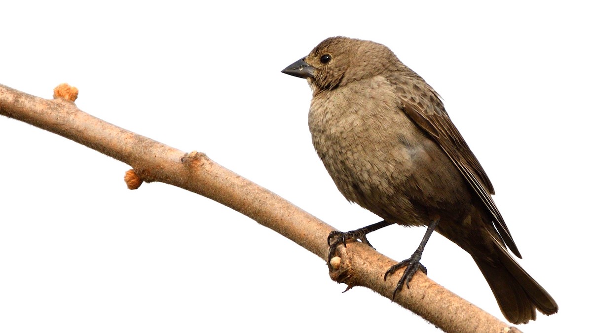 Brown-headed Cowbird - Adam Zahm