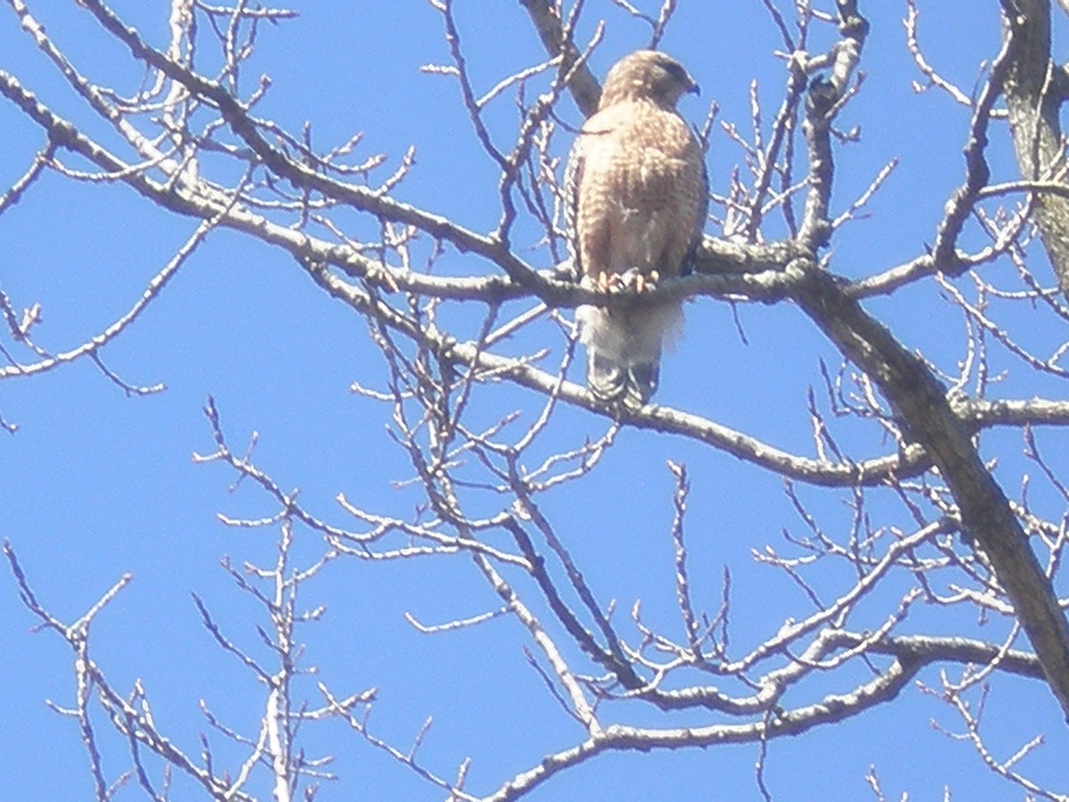 Red-shouldered Hawk - ML221548231