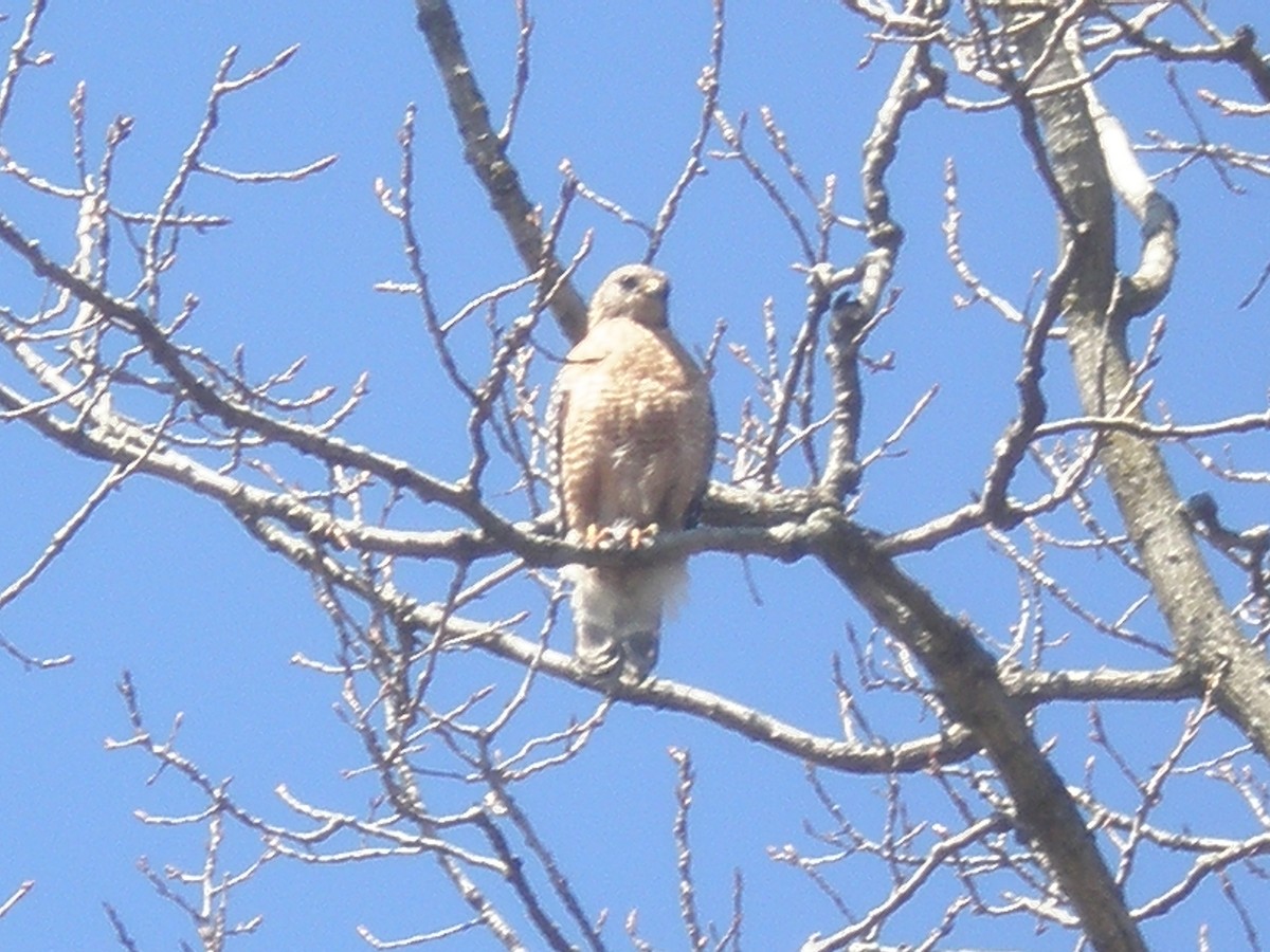 Red-shouldered Hawk - ML221548241