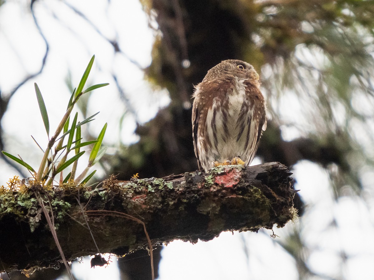 Northern Pygmy-Owl (Guatemalan) - ML221549841