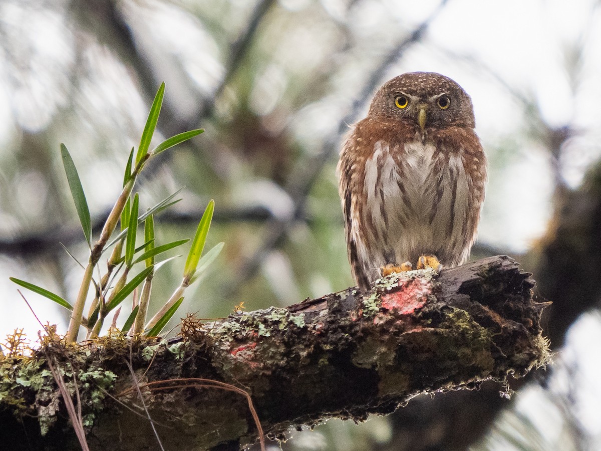 Northern Pygmy-Owl (Guatemalan) - ML221549881