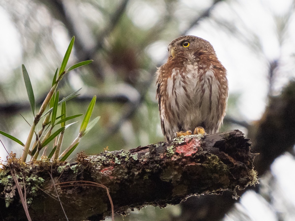 Northern Pygmy-Owl (Guatemalan) - ML221549891