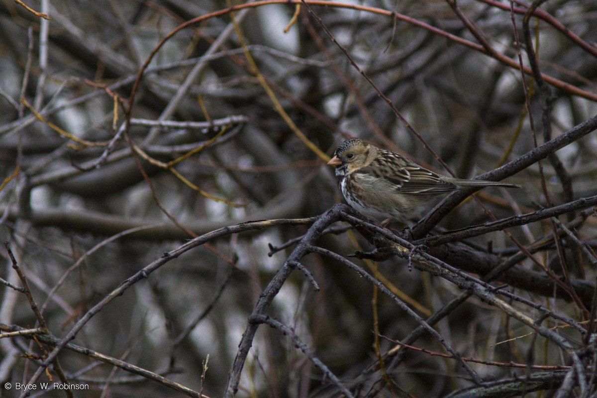 Harris's Sparrow - Bryce Robinson