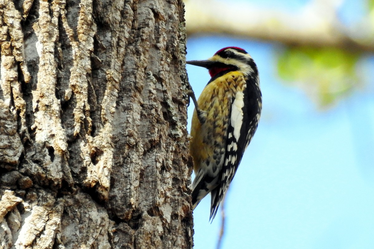 Yellow-bellied Sapsucker - ML221551521