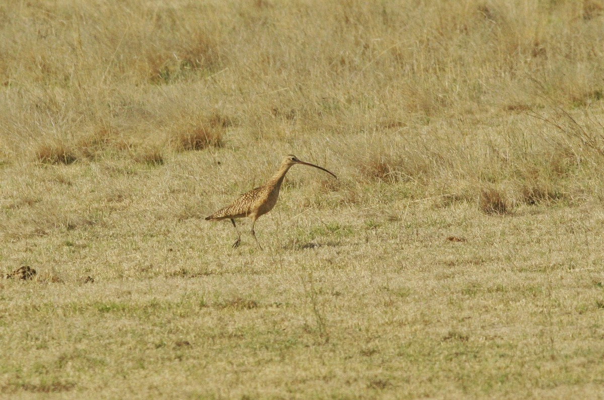 Long-billed Curlew - ML221551651