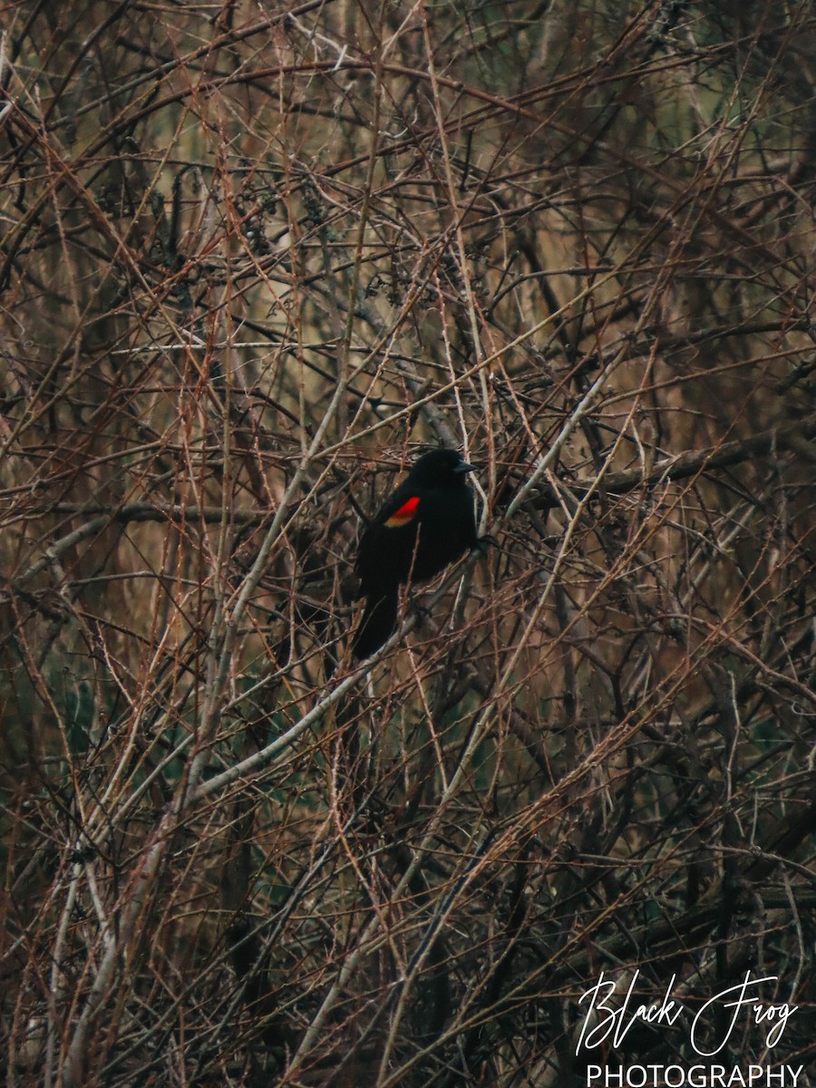Red-winged Blackbird - ML221553241