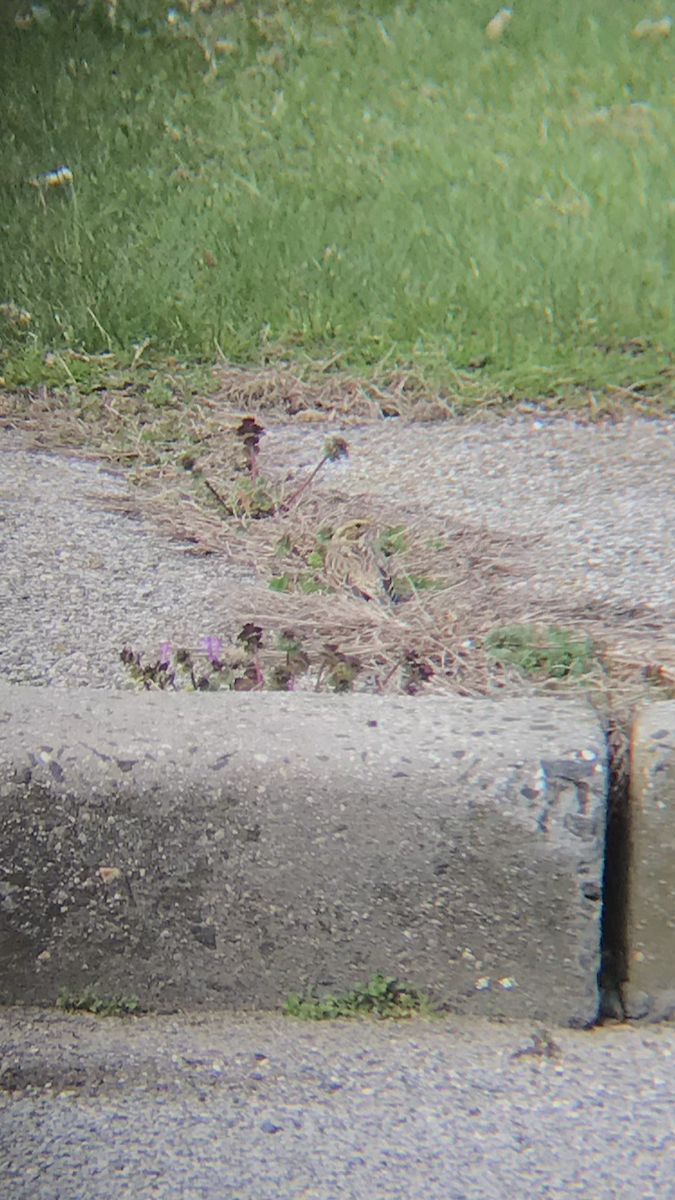 Savannah Sparrow - ML221554131