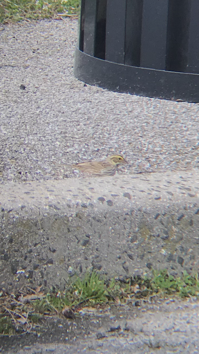 Savannah Sparrow - ML221554181