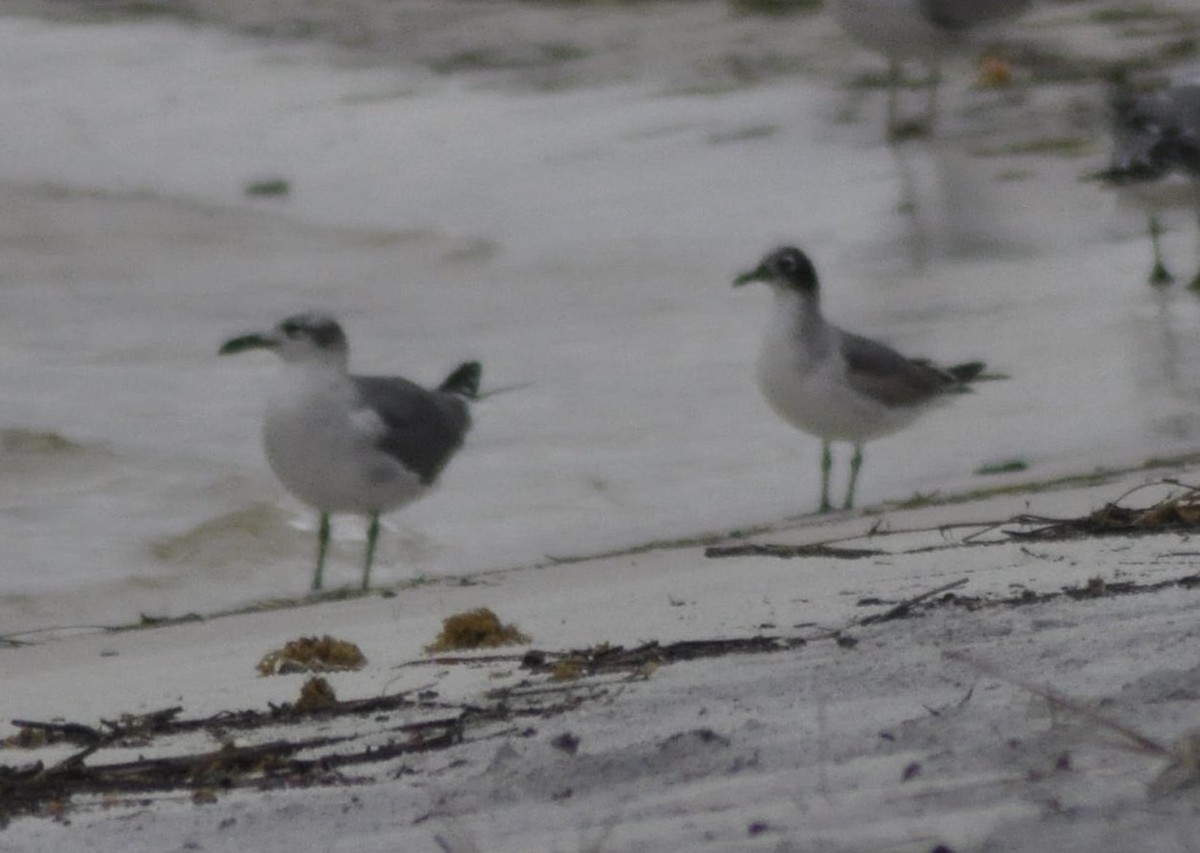 Franklin's Gull - ML22155541